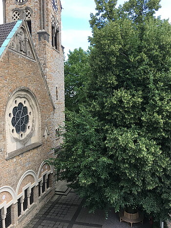 Nahezu gleich alt: Christuskirche und Lutherlinde
